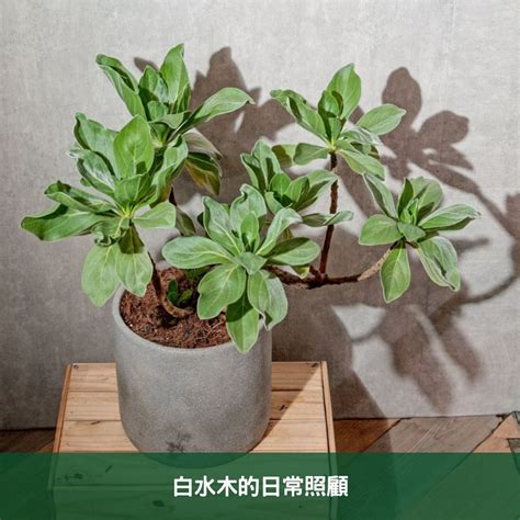 白水木分枝|【白水木盆栽】白水木盆栽養護指南：新手也能輕鬆上。